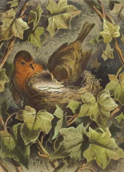 Robin, bygger boet (chromolitho)