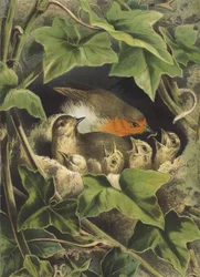 Robin, matar ungarna (chromolitho)