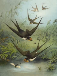 Svälja (chromolitho)