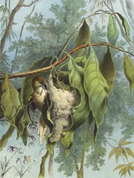 Tailor Bird (chromolitho)