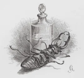 Insekten: Död skalbagge (gravyr)