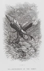 Insekten: Insektens instrument (gravyr)