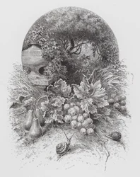 Insekten: Sniglar (gravyr)