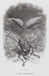 Insekten: Mikroskopet (gravyr)