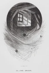 Insekten: Spindeln (gravyr)