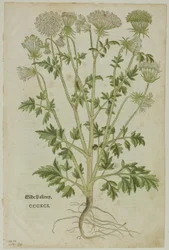 Blad från New Kreuterbuch av Leonhart Fuchs, plåt 97 från Woodcuts from Books of the XVI Century