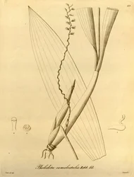 Illustration av Pholiota camelostalix