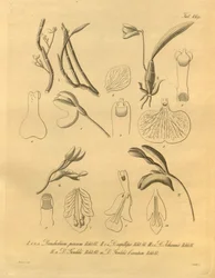 Den här filen kommer från Biodiversity Heritage Library och är tillgänglig online på biodiversitylibrary.org/page/698365