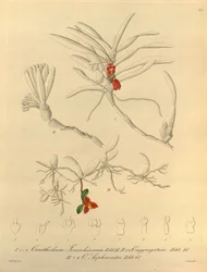 Den här filen kommer från Biodiversity Heritage Library och är tillgänglig online på biodiversitylibrary.org/page/696484