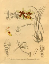 Den här filen kommer från Biodiversity Heritage Library och är tillgänglig online på biodiversitylibrary.org/page/698370