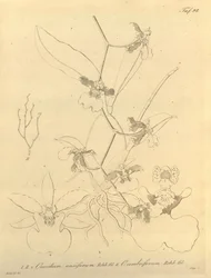 Den här filen kommer från Biodiversity Heritage Library och är tillgänglig online på biodiversitylibrary.org/page/696498