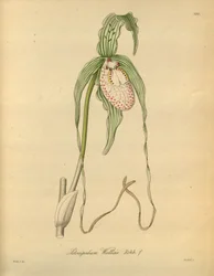Den här filen kommer från Biodiversity Heritage Library och är tillgänglig online på biodiversitylibrary.org/page/698377