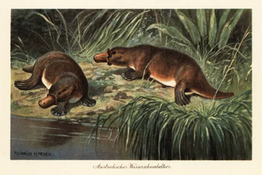 Anknäbb, Ornithorhynchus anatinus, på en flodbank.