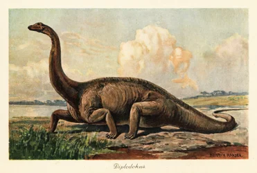 Utdöd Diplodocus longus på slätten.