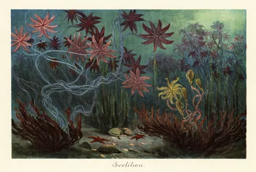 Utdöda sjöliljor eller crinoider, Crinoidea, på havsbotten., 1908 (Tryck)