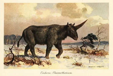 Sibirisk enhörning, Elasmotherium sibiricum, på en snöig slätt.