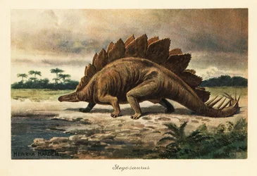 Stegosaurus armatus från sen jura.