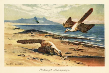 Två Archaeopteryx födosöker på stranden.