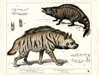 Afrikansk civet och randig hyena med anatomiska detaljer
