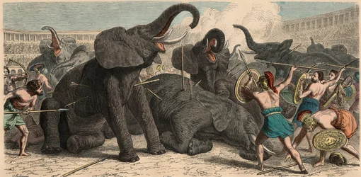 Antikens Rom: Elefanter dödas i amfiteatern, 1866