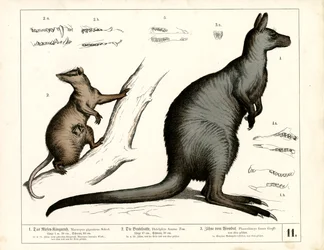 Australiska och amerikanska pungdjur