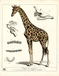 Giraff med anatomiska detaljer