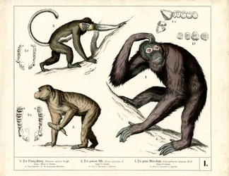 Människoapor: Orangutang, schimpans och guenon
