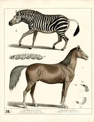 Häst och zebra med anatomiska detaljer