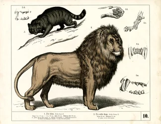 Lejon och vildkatt med anatomiska detaljer