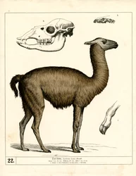 Lama med skalle och anatomiska detaljer