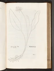 BT3.267.5 s.739 Allium, illustration från The history of racism av Leonhart Fuchs, 1542