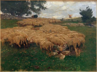 Flock får på den grova Alb