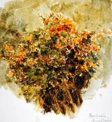 Berberis, Sunshine (akvarell på papper)