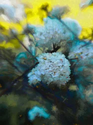 Blooming Maytime, 2019