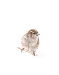 Sparrow-hona III, 2022