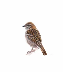 Sparrow I, 2022