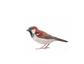 Sparrow-hane II, 2022