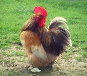 Stolt tupp, 2018