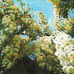 White Wisteria, 2012