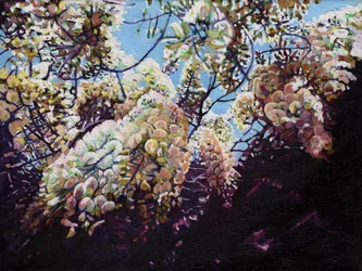 Vit blåregn, 2012,