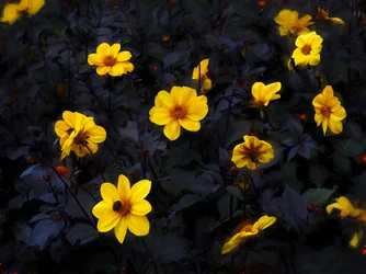 Yellow Velvet, 2019