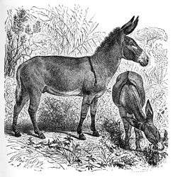 African Wild Ass, c1900