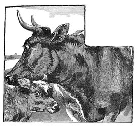 Ko och kalv, c1900