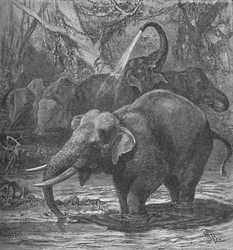 Indiska elefanter som badar, c1900