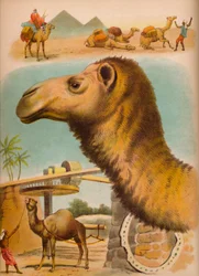 Kamelen, c1900