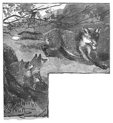 Räven och hennes ungar, c1900