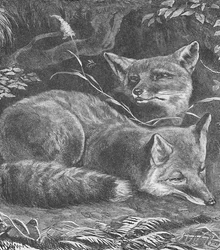 Räven hemma, c1900