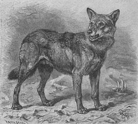 Vargen, c1900