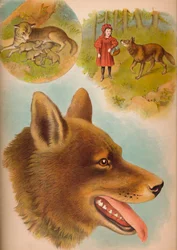 Vargen, c1900