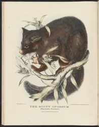 Australiens däggdjur (Krefft) Nla.obj-33627803-10 The Sooty Opossum